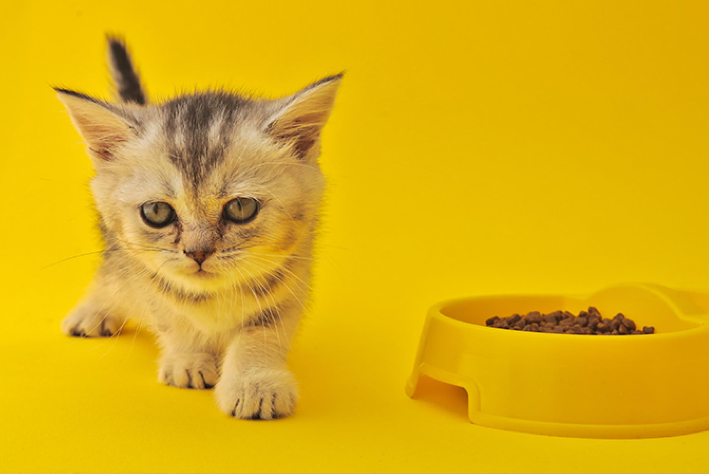 ¿los gatos deben tener comida todo el día?